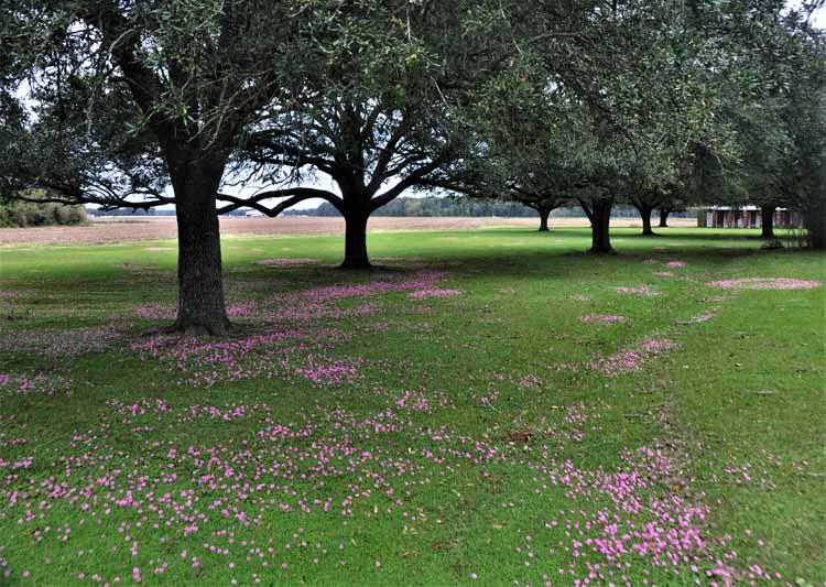 ancient mound site